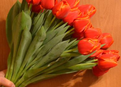 Продажа тюльпанов и мимозы на 8 марта. Что необходимо знать и сколько можно заработать?